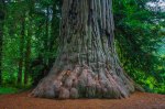 Coast Redwood at Prairie Creek, Redwood National Park, California