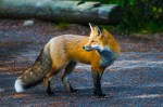 Red Fox, Teton National Park, Wyoming