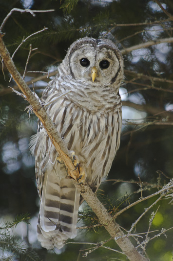 Barred Owl, Mt Hood, Oregon